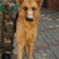 K9 Blaze K9 Blaze